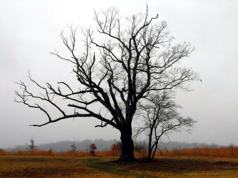 نفرین "درخت شیطان" در نیوجرسی 1