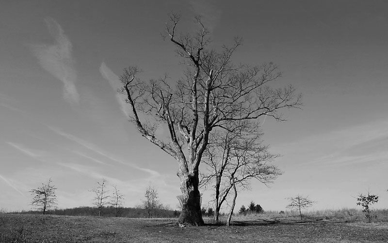 The curse of the 'Devil's Tree' in New Jersey 1