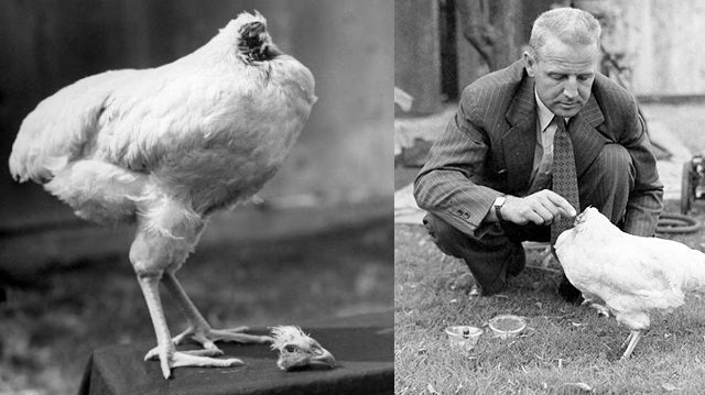 Mike the 'headless' chicken who lived for 18 months! 8