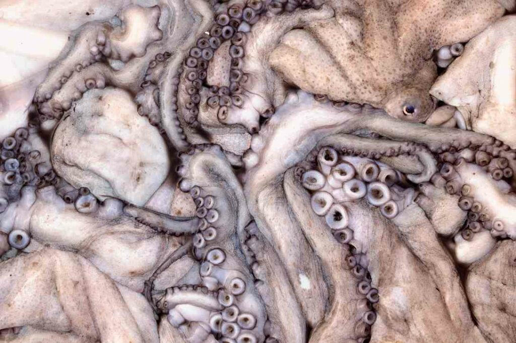 A 63-year-old Seoul lady's mouth becomes pregnant by squid 4