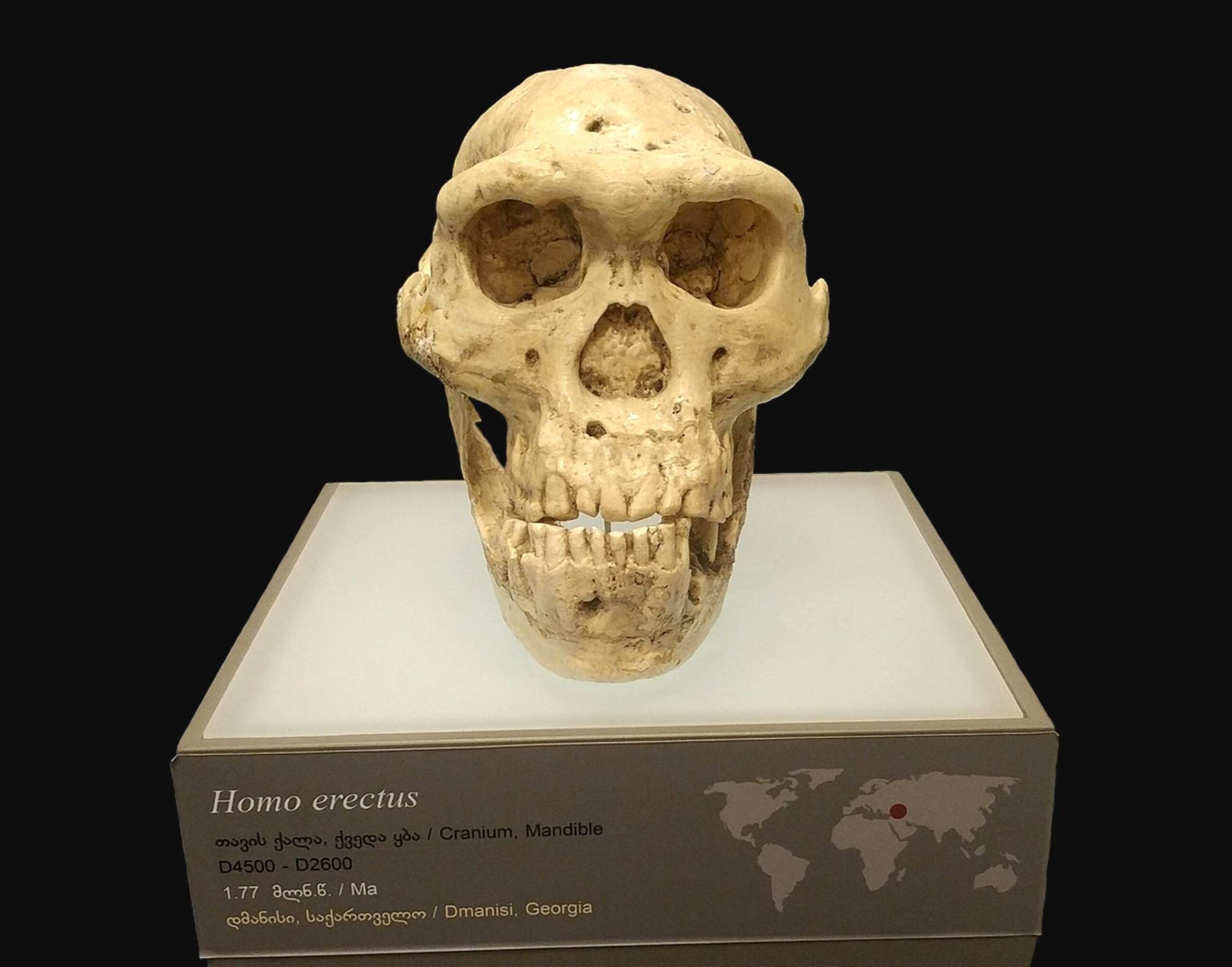 두개골 5: 1.85만 년 된 인간 두개골로 인해 과학자들은 초기 인류 진화를 재고하게 되었습니다 1