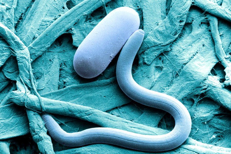 Scientists melted ancient ice and a long-dead worm wriggled out! 2