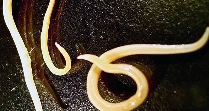 Wetenschappers smolten oeroud ijs en een lang geleden gestorven worm kronkelde eruit! 3