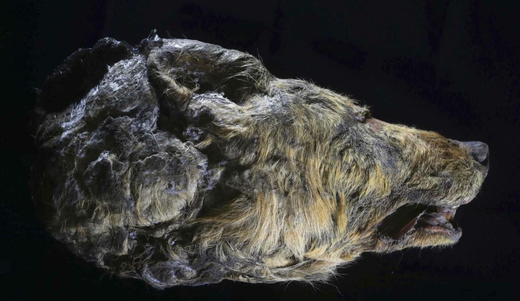 A perfectly preserved 32,000-year-old wolf head was found in Siberian permafrost 4