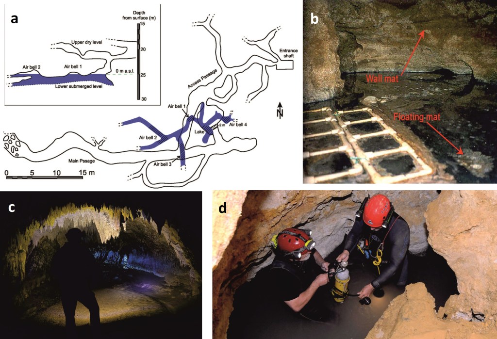 Rumeeniast Movile'i koopast leiti 33 tundmatut olendit: 5.5 miljoni aasta vanune ajakapsel! 4