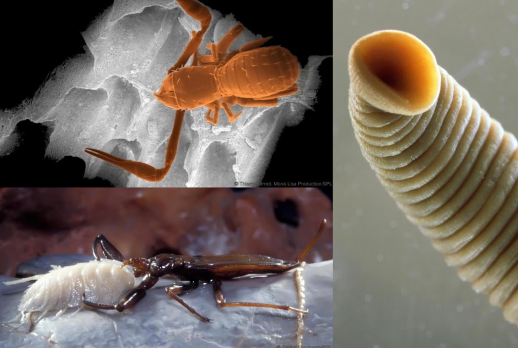 33 unknown creatures found in the Movile Cave, Romania: A 5.5-million-year-old time capsule! 2
