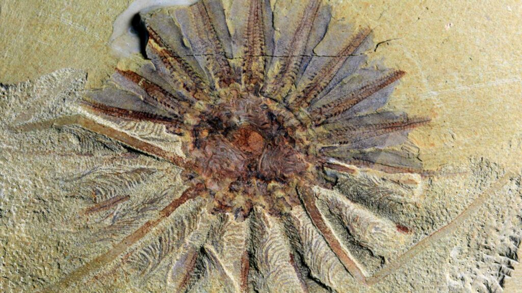 Fossile de gelées en peigne vieux d'un demi-milliard d'années