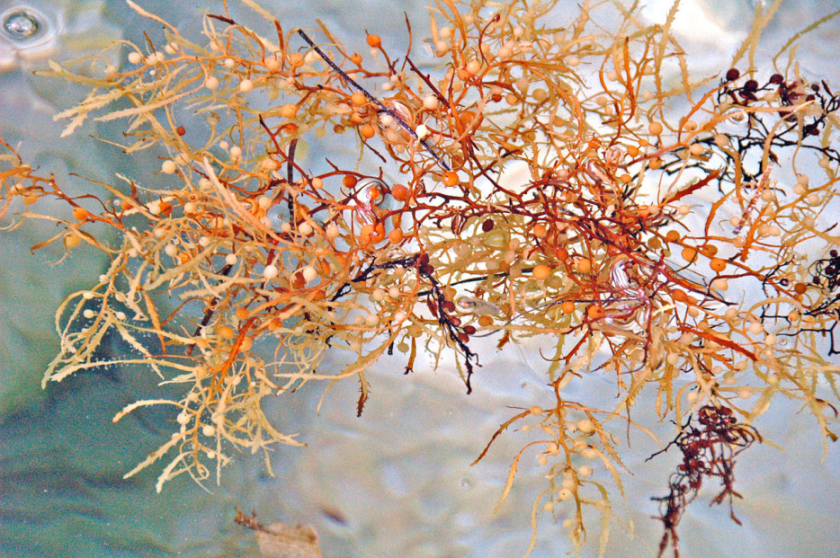 Sargassum vid sargasso havet