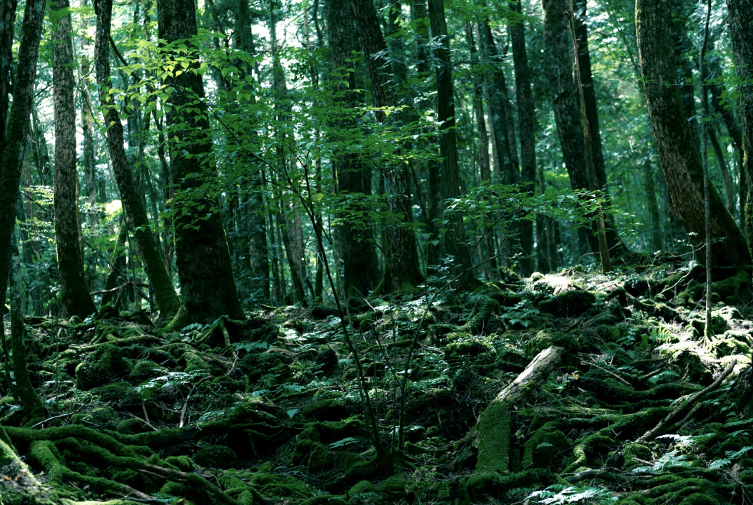 青山原，日本山梨县臭名昭著的自杀森林。