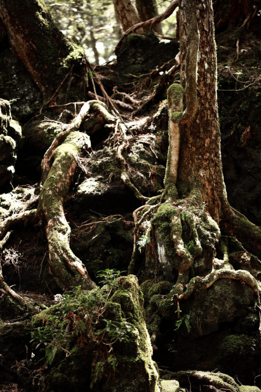 Аокігахара - сумна вядомы «лес -самагубца» Японіі 3