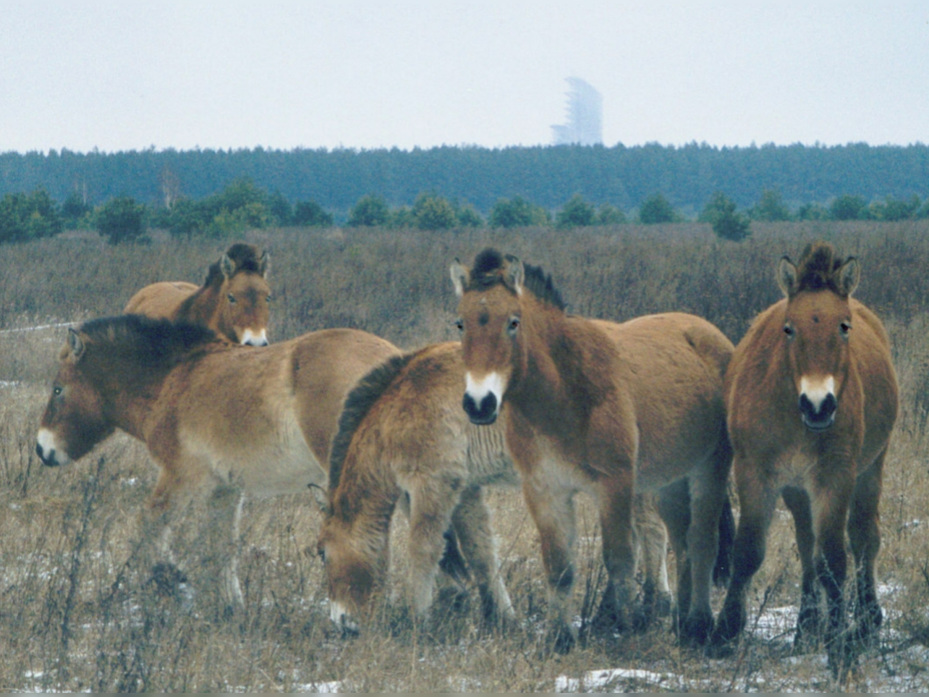Foto bencana Chernobyl.