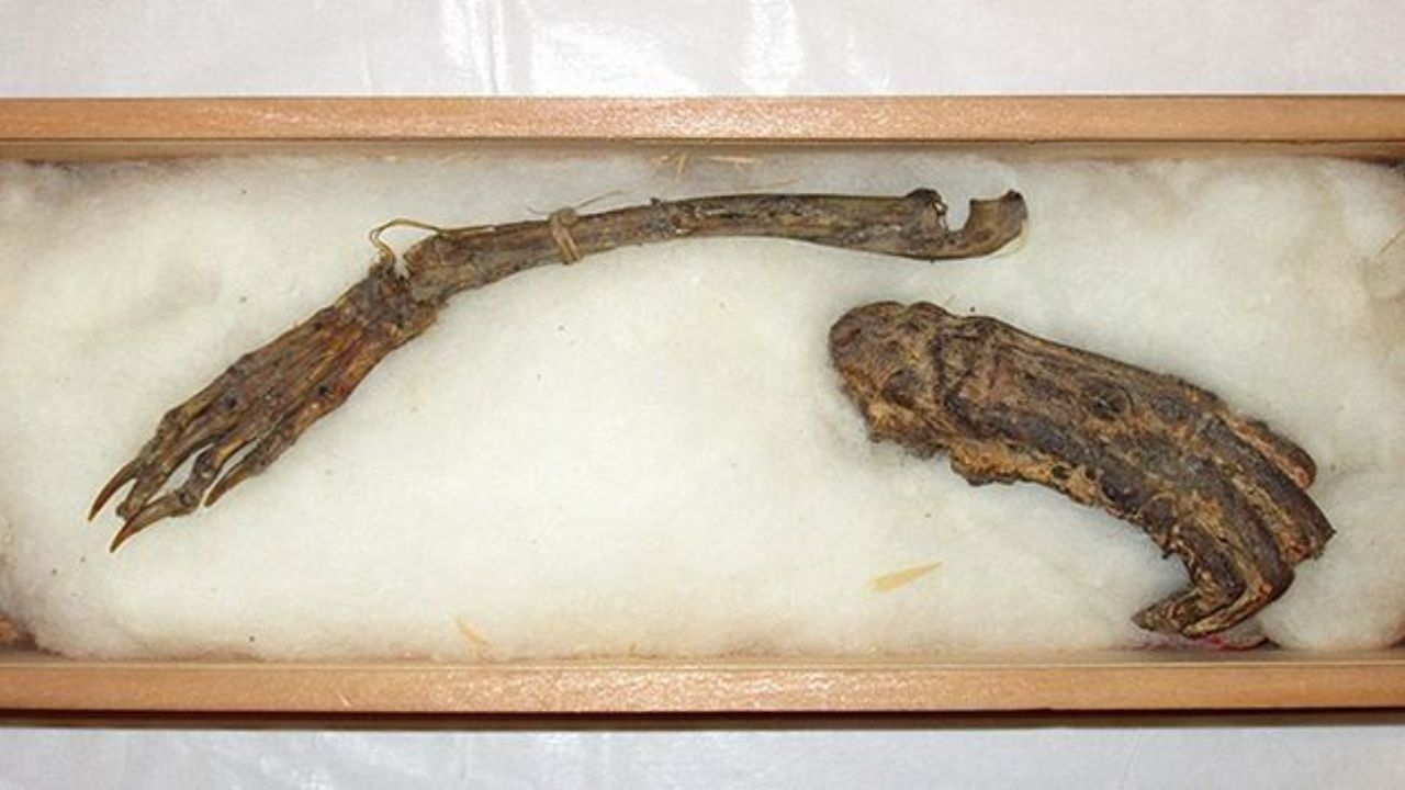 Are mummified remains of unidentified creature proof of the mythological Kappa? 3