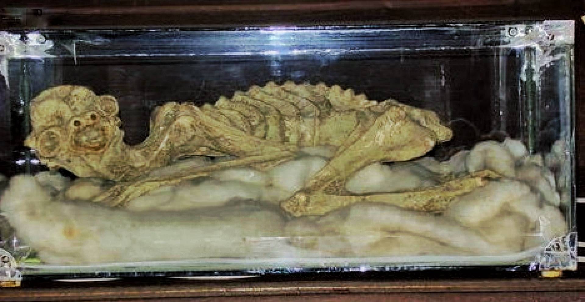 I resti mummificati di creature non identificate sono una prova del mitologico Kappa? 5