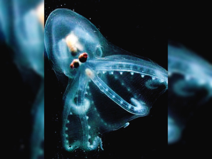 44 strangest creatures on Earth with alien-like characteristics 19