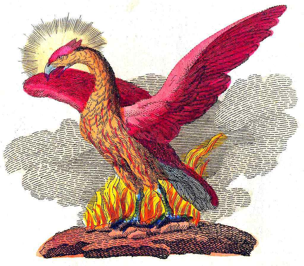 Immortal Phoenix: Реална ли е птицата Phoenix? Ако е така, все още ли е жив? 2