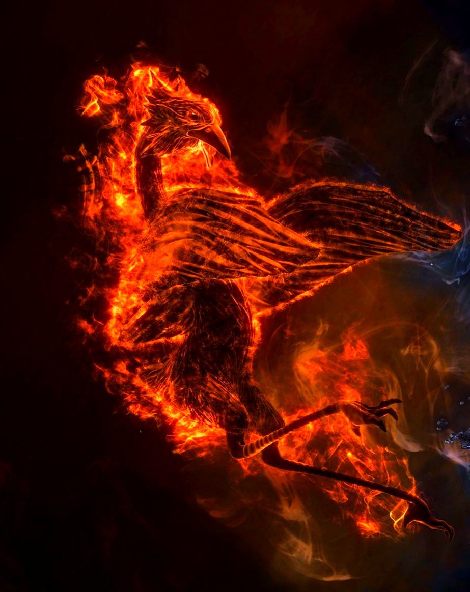 Immortal Phoenix: Реална ли е птицата Phoenix? Ако е така, все още ли е жив? 1
