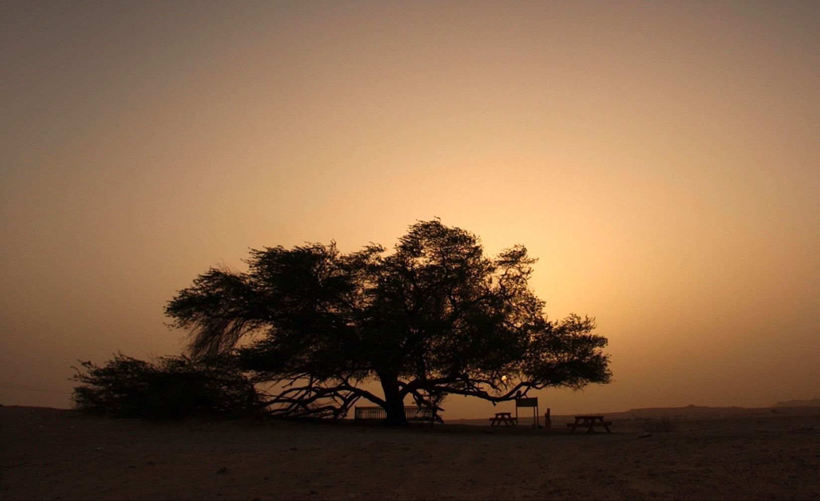 Mystérieux arbre de vie à Bahreïn
