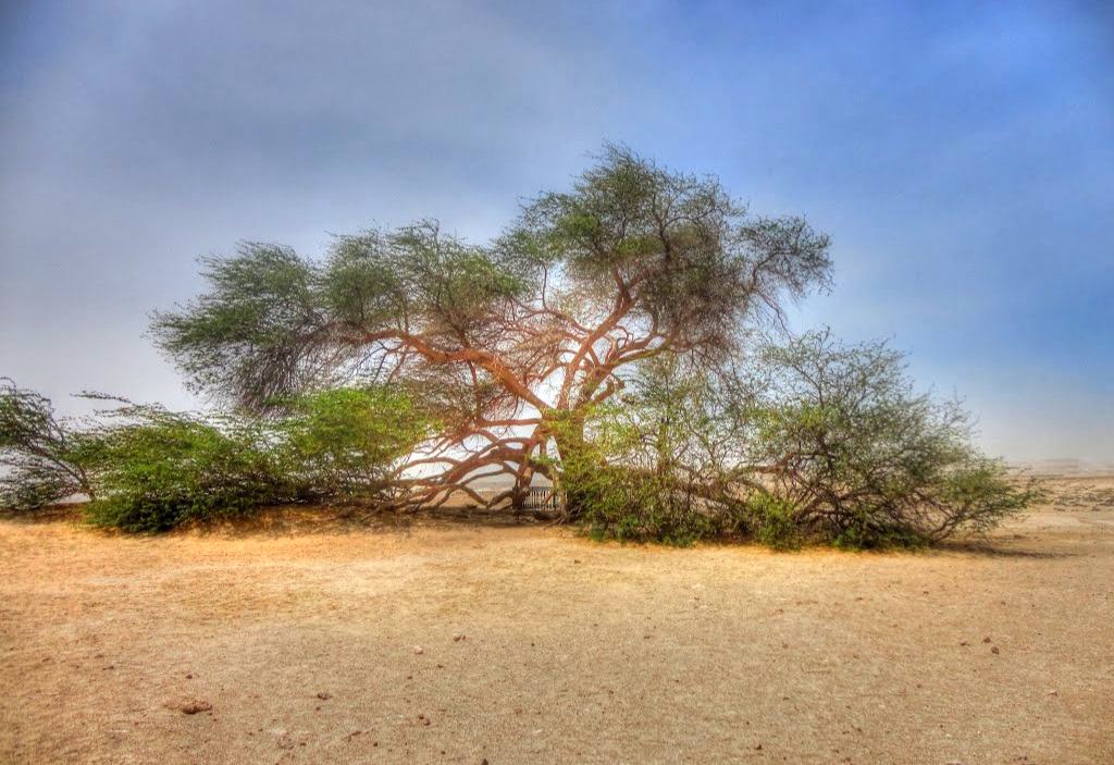 Mystérieux arbre de vie à Bahreïn