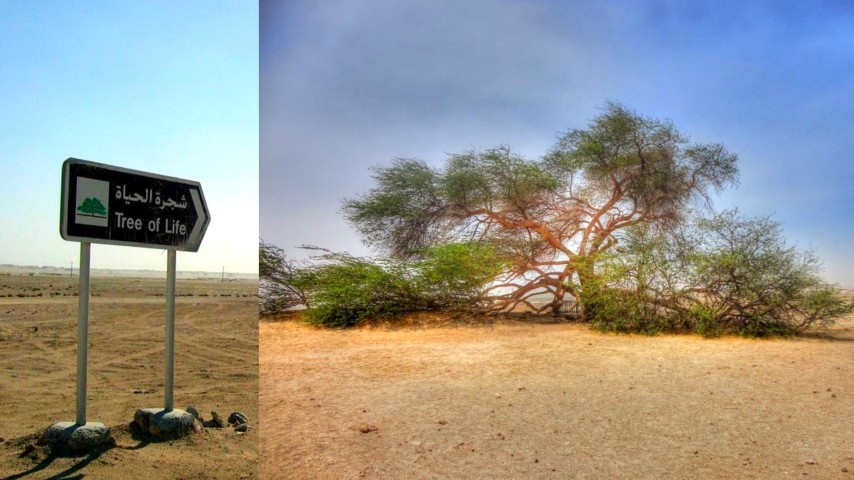 Таємниче "Дерево життя" в Бахрейні - 400-річне дерево посеред аравійської пустелі! 7
