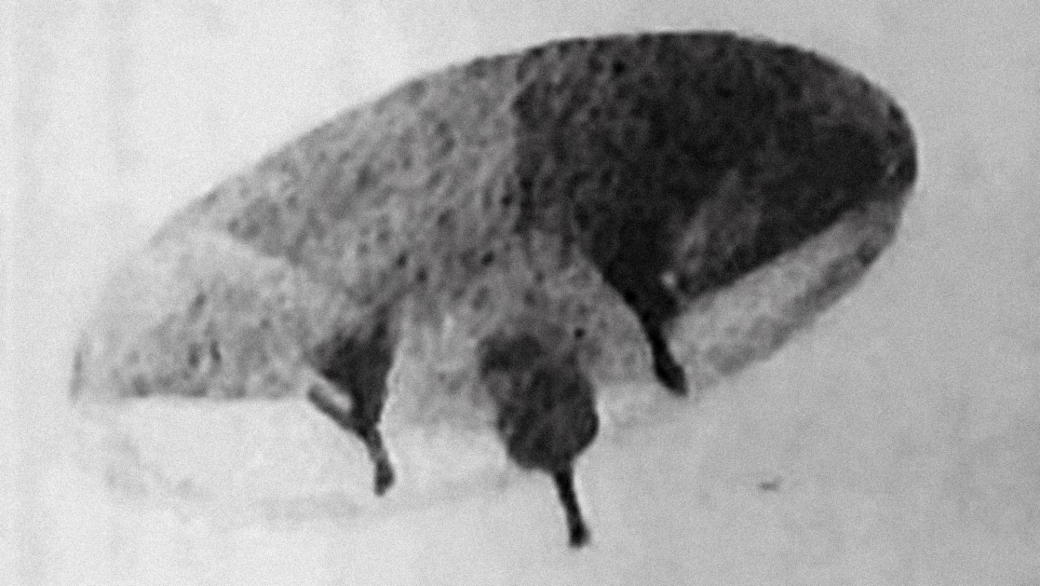 ఎవోరా యొక్క జీవి: పోర్చుగల్‌లోని ఒక గ్రహాంతర పెద్ద జీవి 1
