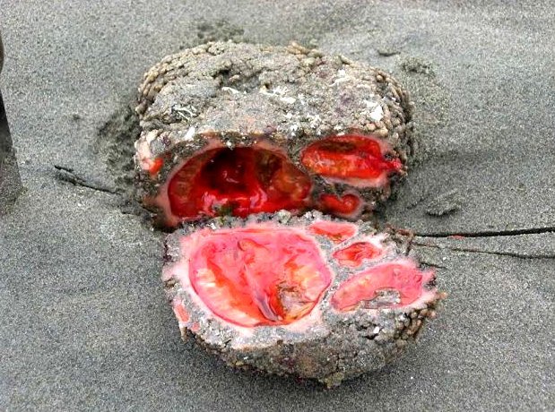 Pyura chilensis: The 'living rock' that can breed with itself! 1
