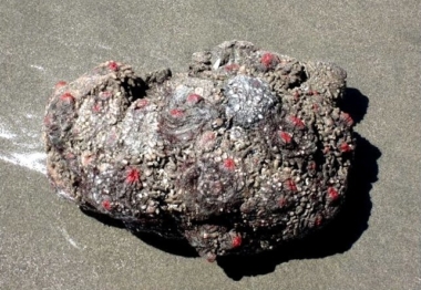 Pyrocellensis Fish Pyura Chilensis: The 'living Rock' That Can Breed With Itself!