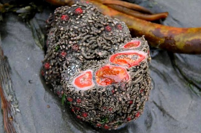 Pyura chilensis: 스스로 번식할 수 있는 '살아있는 바위'! 3
