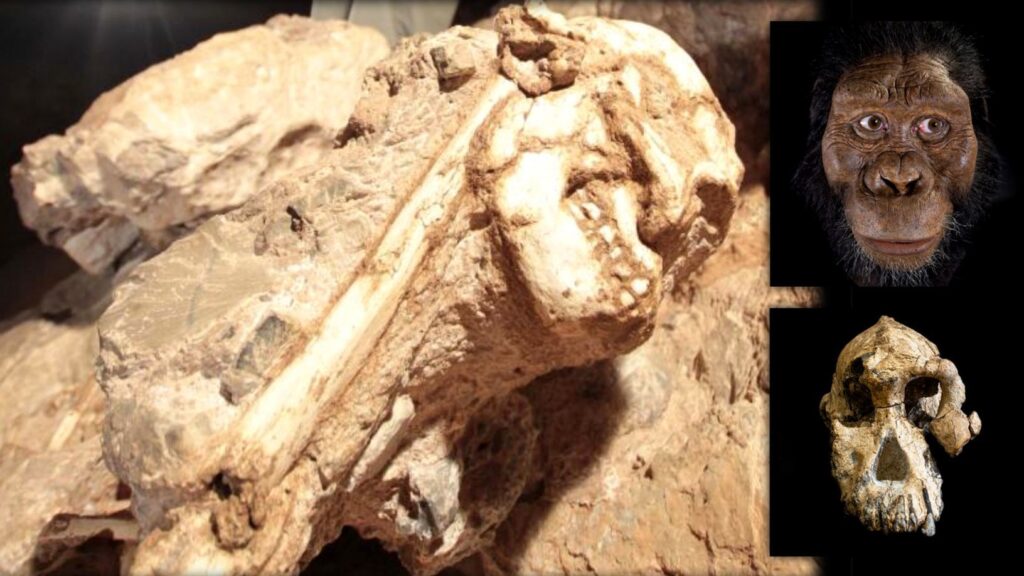 Little Foot: An intriguing 3.6 million years old human ancestor 7