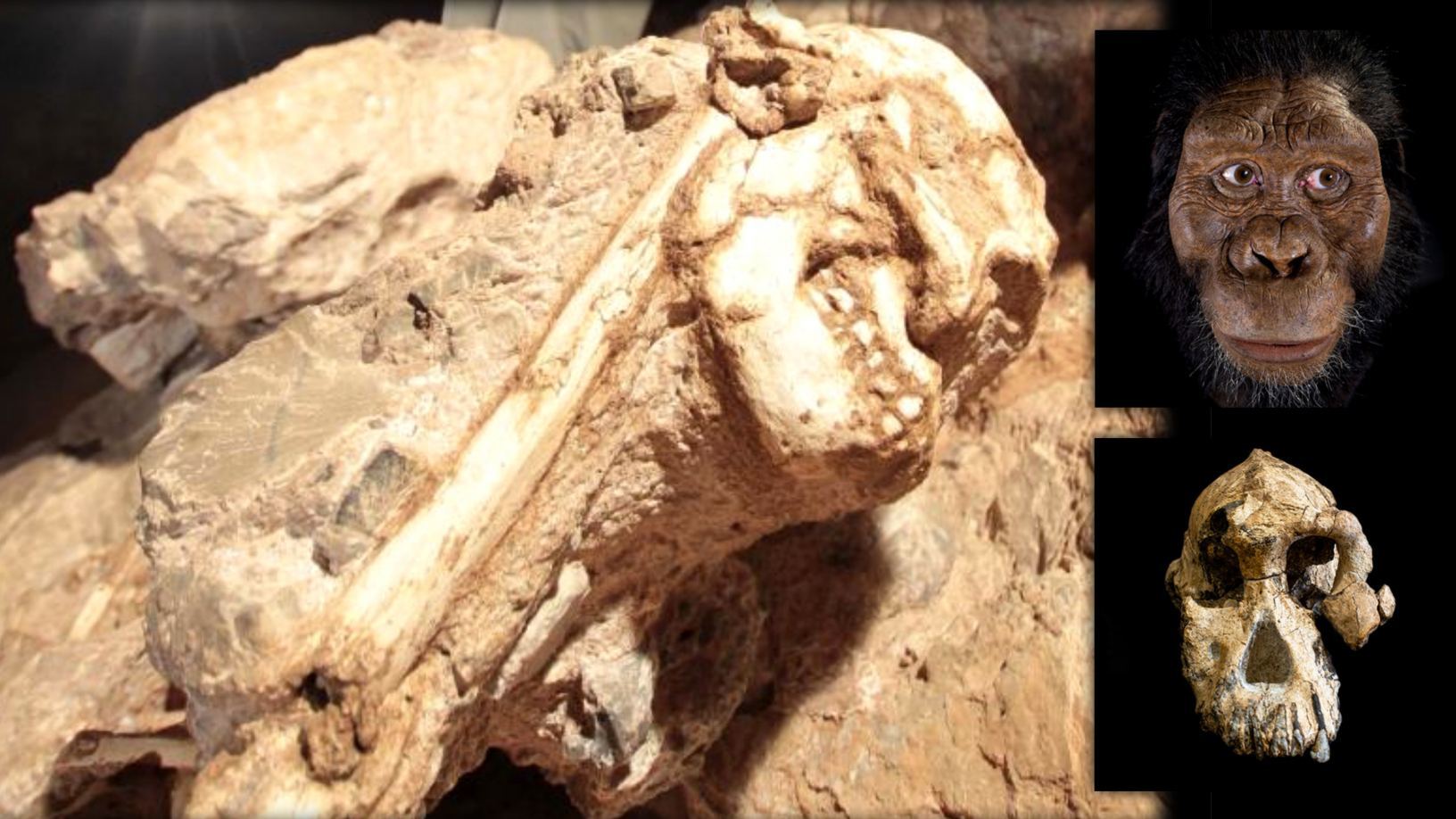 Little Foot: интригующий предок человека возрастом 3.6 миллиона лет 1