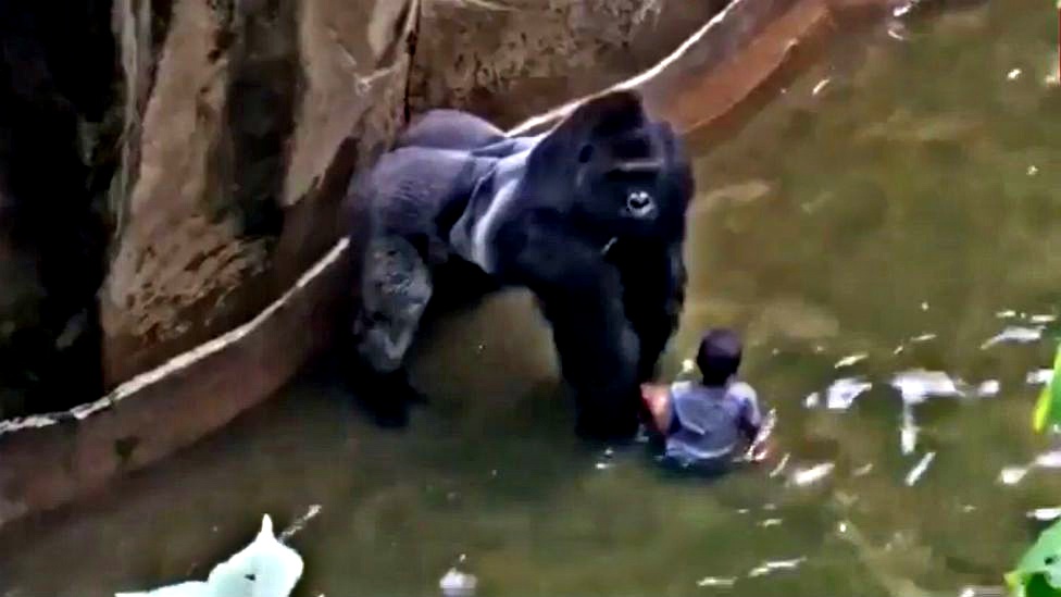 Binti Jua: 이 암컷 고릴라는 동물원 울타리에 빠진 아이를 구했습니다 1