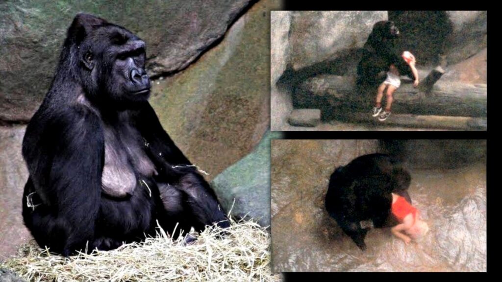 Binti Jua: Gorila betina ini menyelamatkan seorang anak yang jatuh ke kandang kebun binatangnya 5