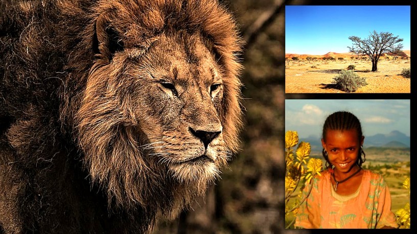 Lvi střeží unesenou etiopskou dívku před zlými muži, dokud nepřijdou záchranáři