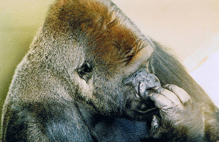 Binti Jua: esta gorila fêmea salvou uma criança que caiu no recinto do zoológico 3