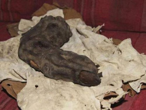 "انگشت غول پیکر" مومیایی شده مصر: آیا غول ها واقعاً زمانی در زمین پرسه می زدند؟ 6