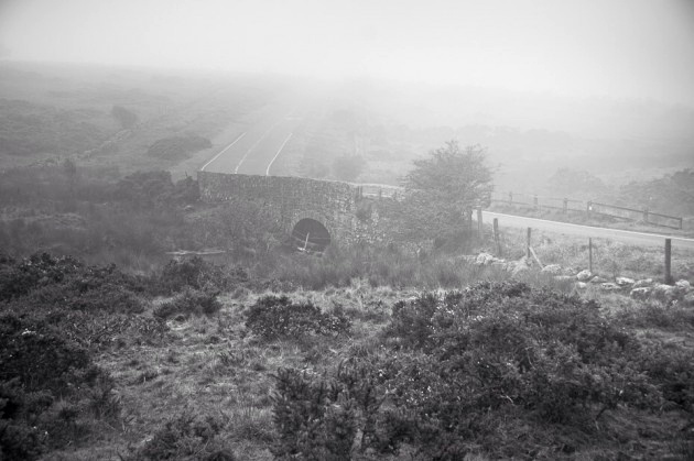 'Tangan berbulu' Dartmoor 3