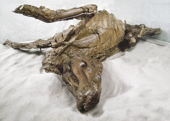 Frozen in time: 8 most well-preserved fossils discovered ever 5