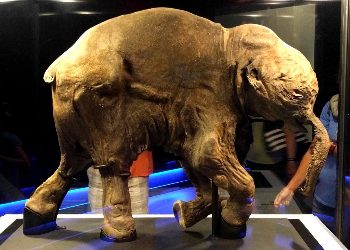 Lyuba – A 42,000 Years Old Woolly Mammoth