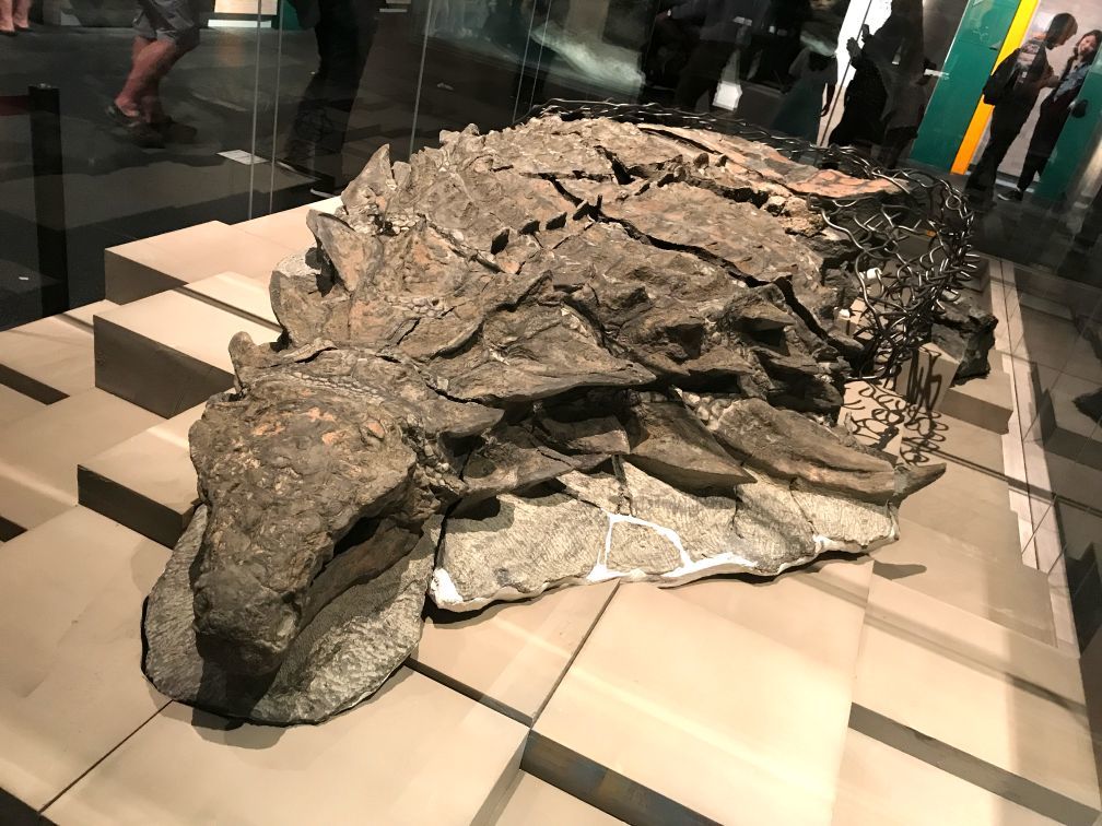 Fóssil de Nodossauro de 110 milhões de anos