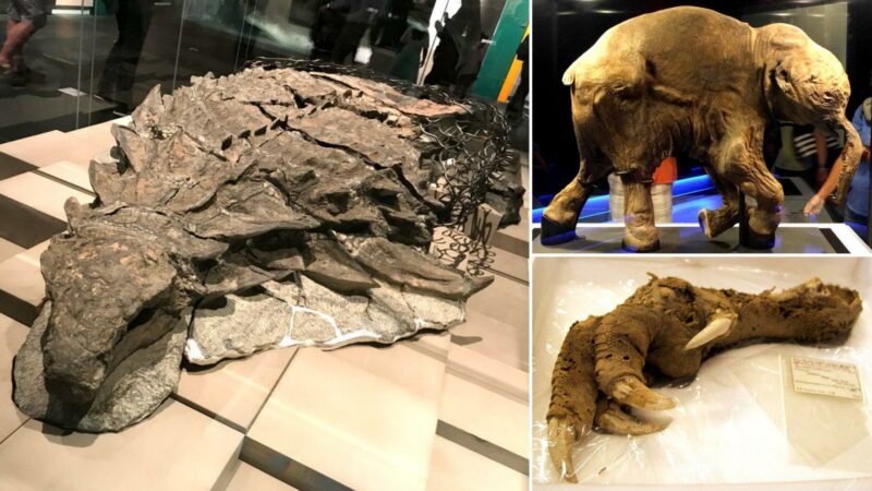 Frozen In Time: 8 Of The Most Well-preserved Fossils Ever Discovered