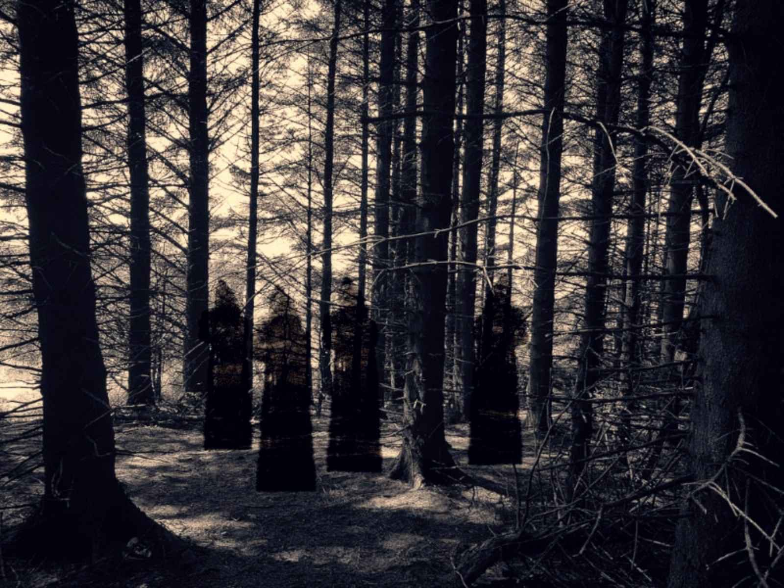 ბალიბოლის ტყე, ჩრდილოეთ ირლანდია
