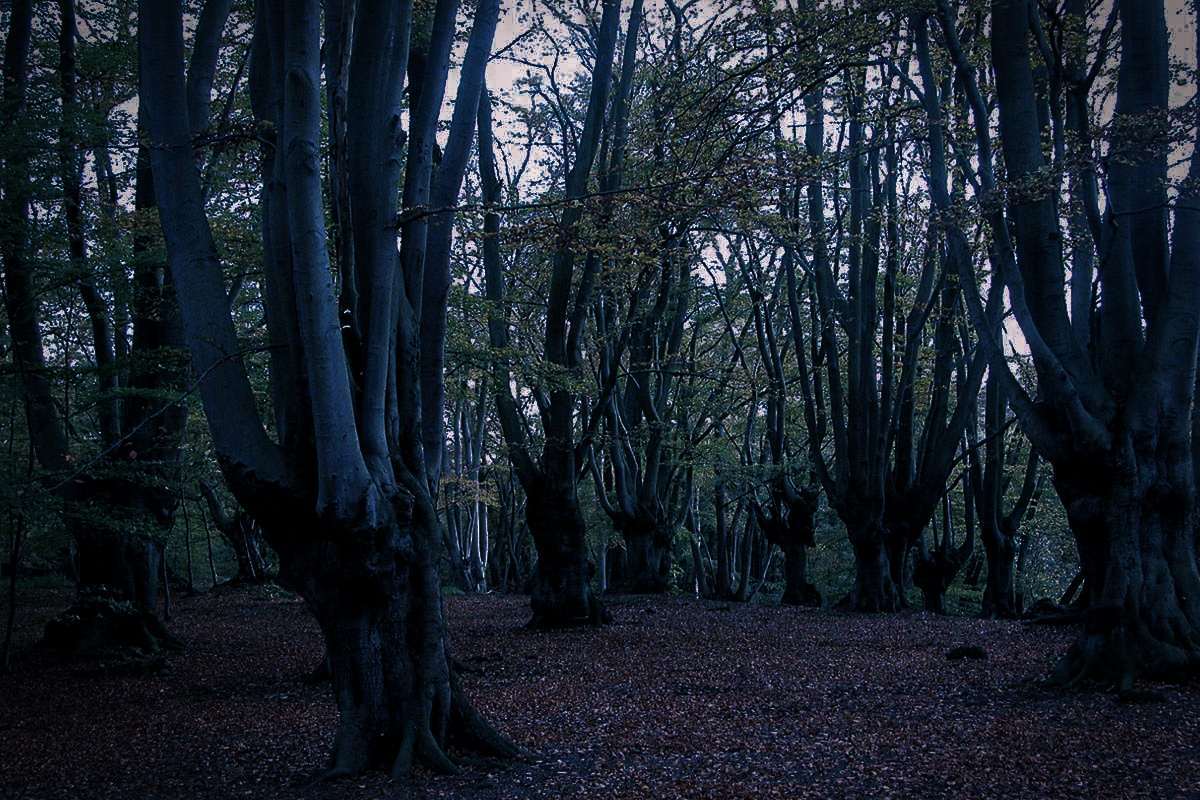 Epping Forest, Essex-Londen, Engeland