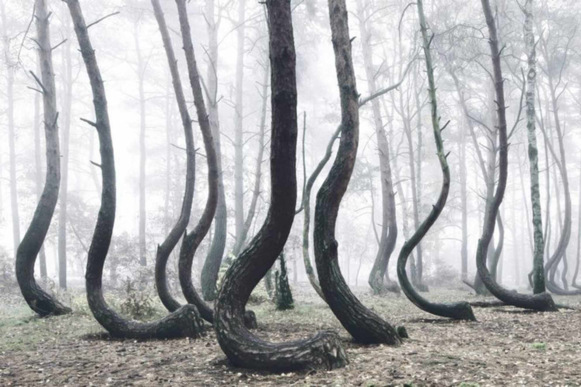 Кривой лес Польша