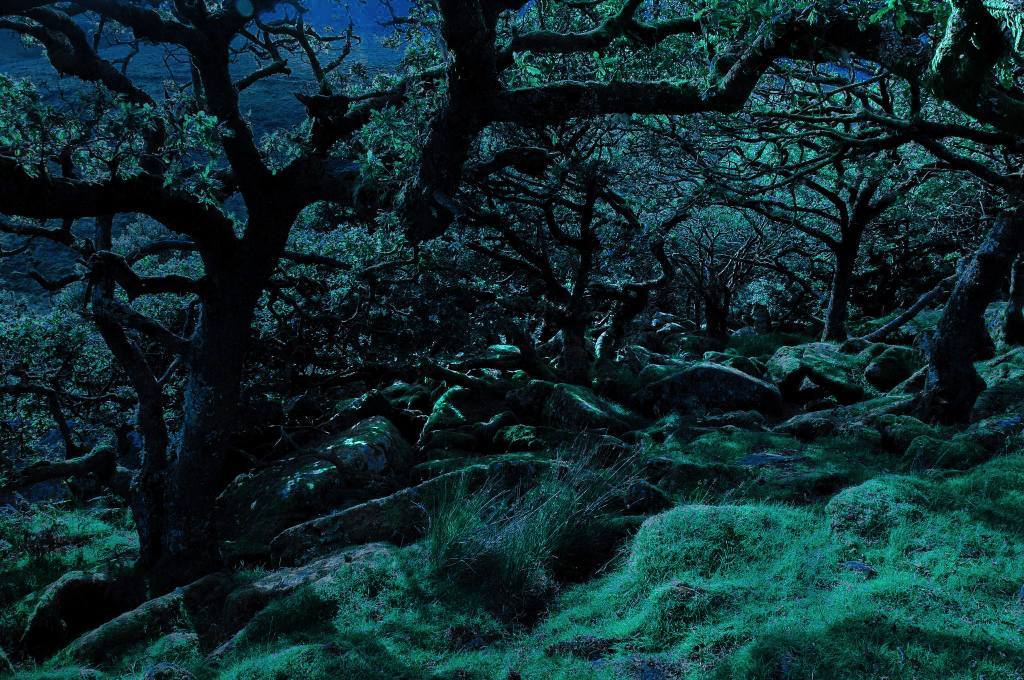 Bois de sorcières, Lydford Gorge, Devon, Angleterre