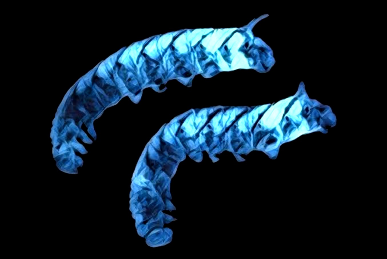Photorhabdus luminescens, poznat i kao Angelin sjaj