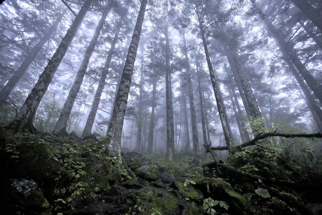 Panenský les Shennongjia Čína