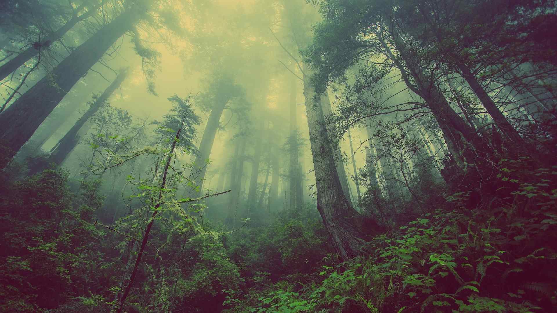 יער וויצ'ווד, אוקספורדשייר, אנגליה
