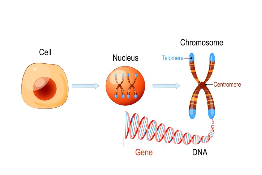 Normal Dna Cell Olivia Farnsworth: The Strange Girl Who Doesn't Feel Hunger, Pain Or ...