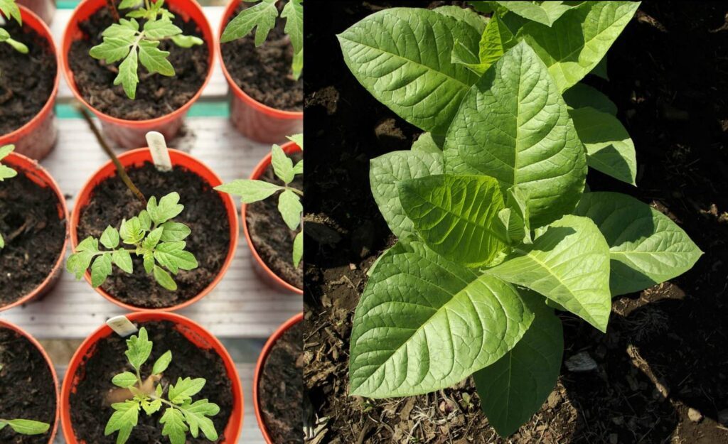 Φυτά τομάτας και φυτό καπνού