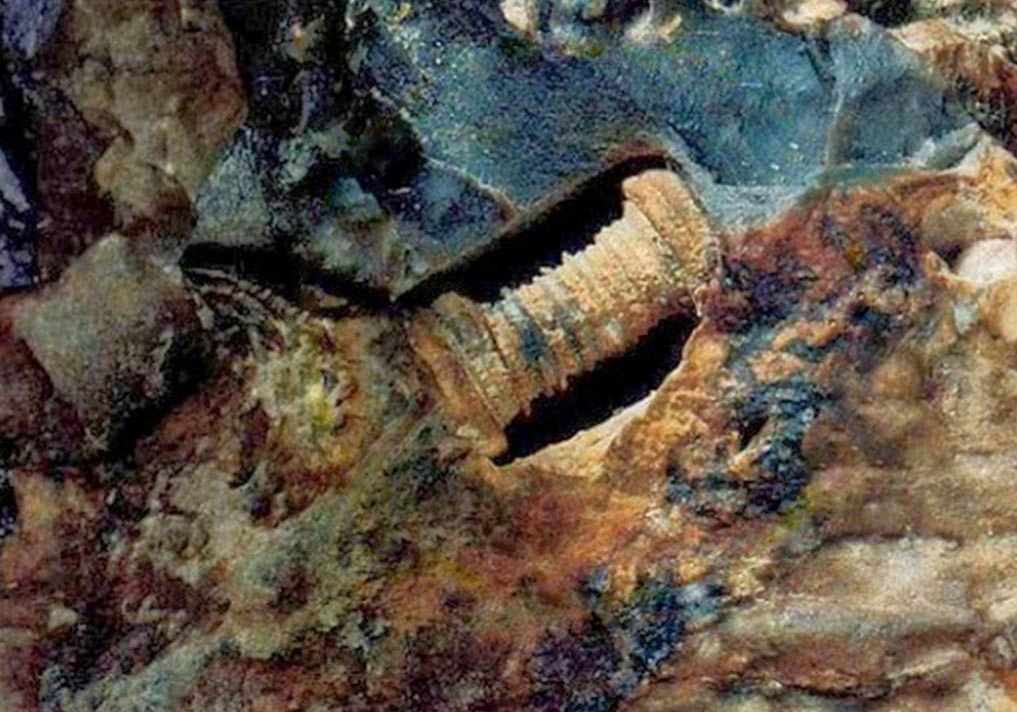 Is this a 300-million-year-old screw embedded into a limestone rock or just a fossilized sea creature? 1