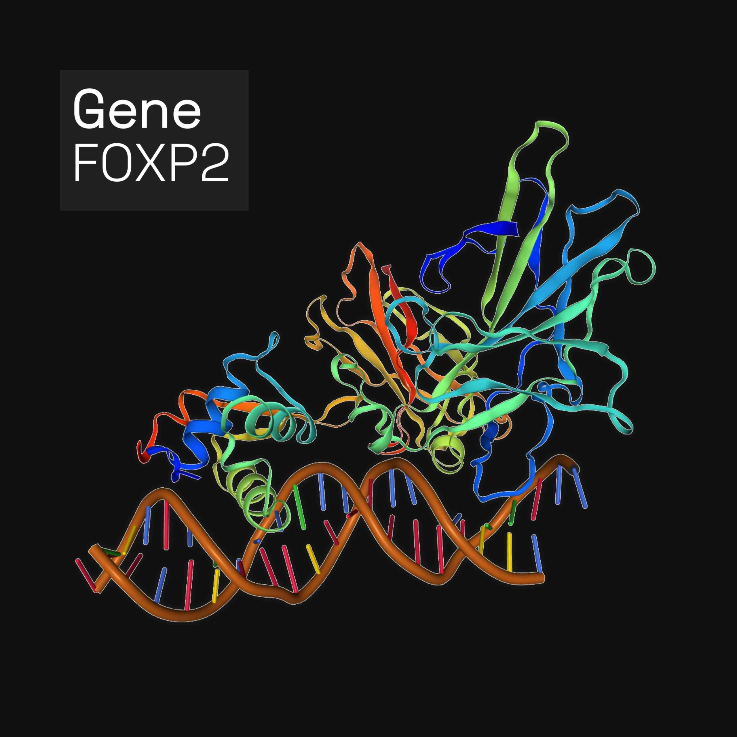 Forkhead box protein P2 (FOXP2) est une protéine qui, chez l'homme, est codée par le gène FOXP2. FOXP2 fait partie de la famille des facteurs de transcription Forkhead Box, des protéines qui régulent l'expression des gènes en se liant à l'ADN. Il est exprimé dans le cerveau, le cœur, les poumons et le système digestif.